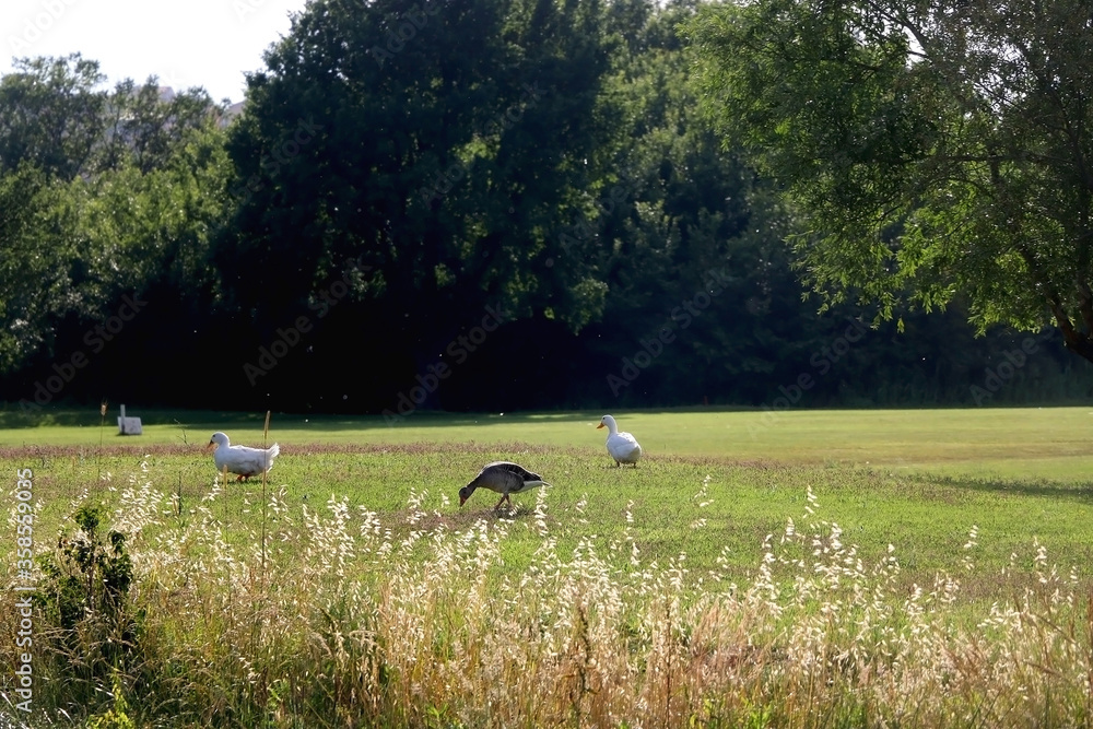 Geese walking on a grass field, enjoying sunlight. Selective focus. Geese walking on a grass field, enjoying sunlight. Selective focus.
