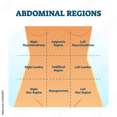 Abdominal quadrant regions scheme as stomach division vector illustration. photo