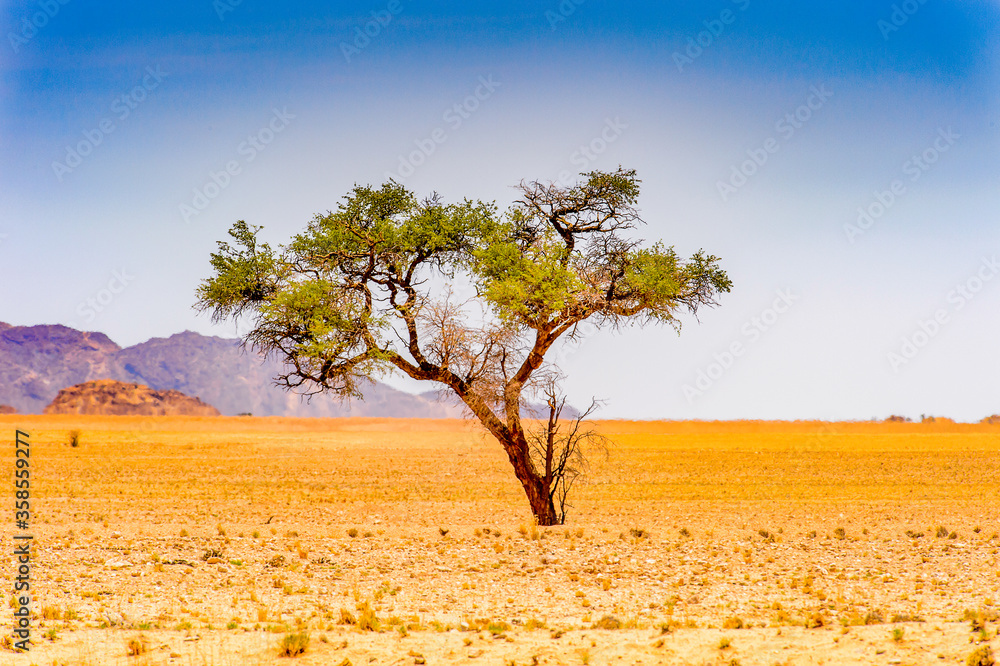 It's Beautiful landscape of a tree in the desert, Namibia
