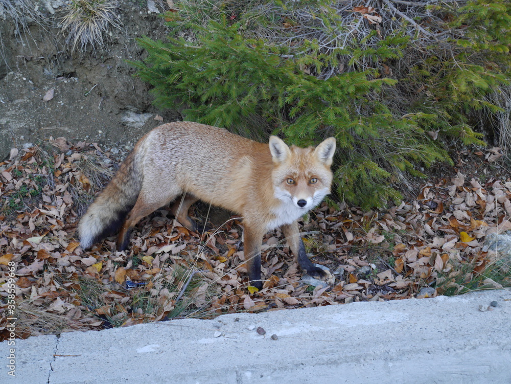 Fototapeta premium Wilderness