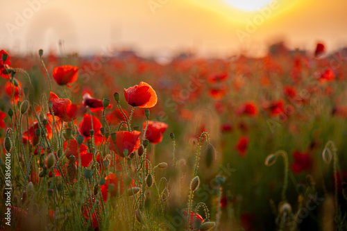 Fototapeta Naklejka Na Ścianę i Meble -  Red poppies. Buds of wildflowers and garden flowers. Red poppy blossoms. Field of poppies. Background for postcards. Nature in the summer. Sunset sun. Copy space