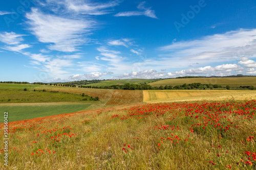 A South Downs Summer Landscape with a Poppy Field in the Foreground