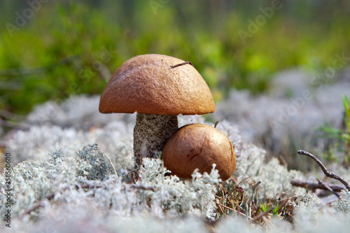 Obraz na płótnie Two beautiful edible mushrooms in forest closeup on moss background, boletus edulis in group, red cap boletus. w salonie