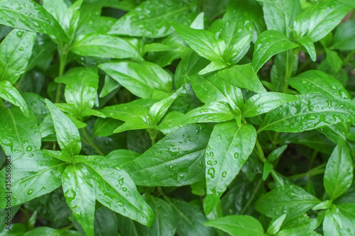 Group fresh green leaves andrographis paniculata or kariyat tree (fah talai jone), a Thai traditional herb and has antipyretic properties close-up. photo
