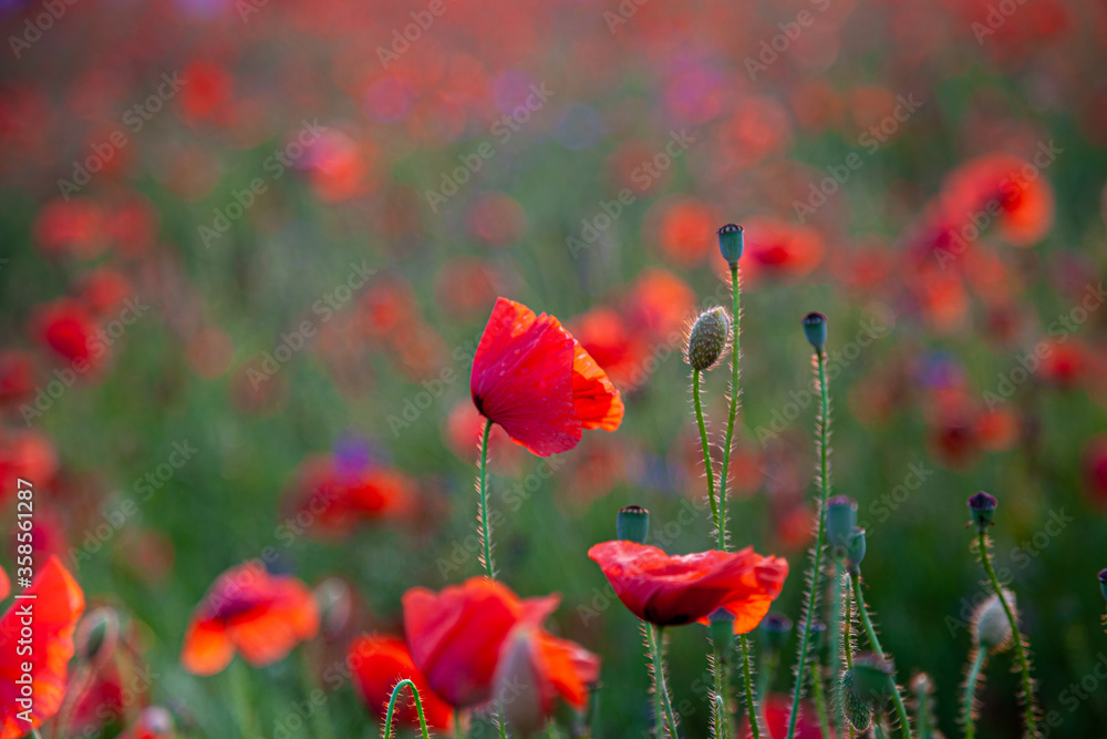 Obraz premium Red poppies. Buds of wildflowers and garden flowers. Red poppy blossoms. Field of poppies. Background for postcards. Nature in the summer. Sunset sun. Copy space
