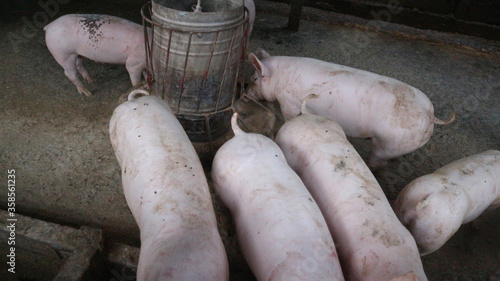 White pigs are on the farm.