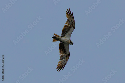 An osprey in flight against sky