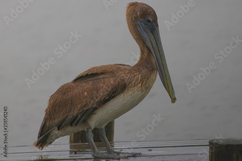 A brown wet pelicane in the rain photo