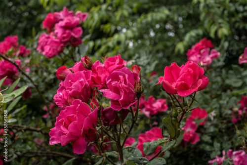 A Pink and Red Cornelia Rose Shrub © Naota