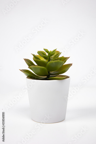 Green plant in a white pot on a background © Hanna Chayka
