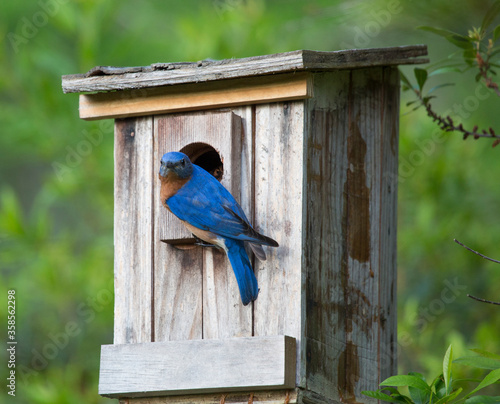 Fotografie, Obraz Eastern Bluebird on birdhouse