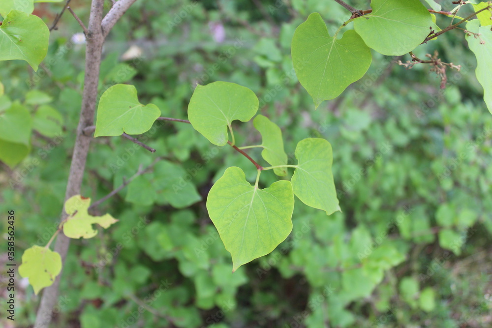 Obraz premium 녹색 식물