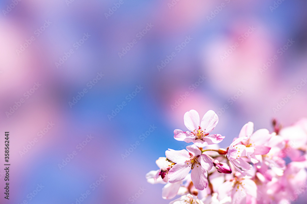 【春イメージ】桜と青空背景 【春イメージ】桜と青空背景