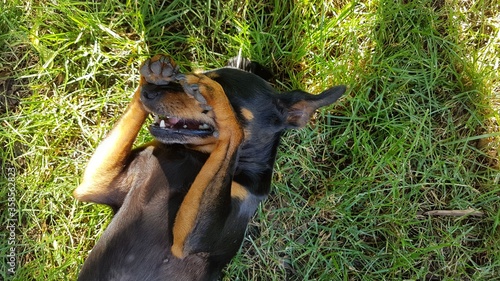 Foto dog in the grass