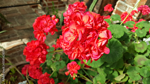 Fototapeta Naklejka Na Ścianę i Meble -  한국 제주도의 붉은색 제라늄 꽃