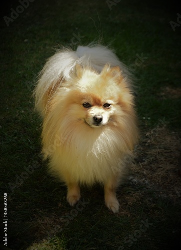 portrait of an orange pomeranian dog