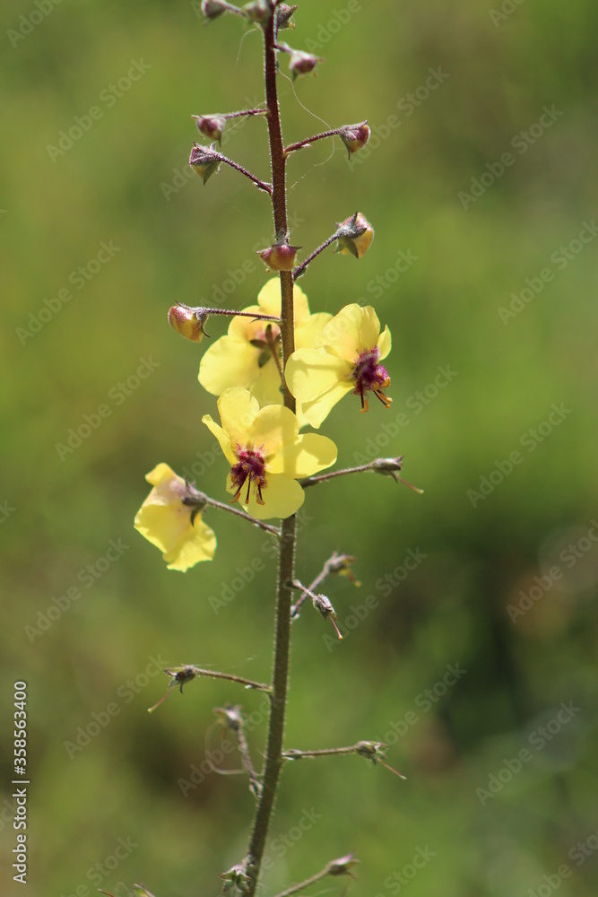 Verbascum virgatum or Twiggy Mullein. This species is native to the United Kingdom, Italy, France, the Iberian Peninsula, Canary Islands and Madeira Islands. Verbascum virgatum or Twiggy Mullein. This species is native to the United Kingdom, Italy, France, the Iberian Peninsula, Canary Islands and Madeira Islands.