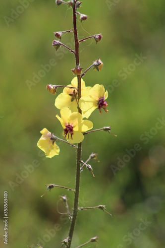 Wallpaper Mural Verbascum virgatum or Twiggy Mullein. This species is native to the United Kingdom, Italy, France, the Iberian Peninsula, Canary Islands and Madeira Islands. Torontodigital.ca