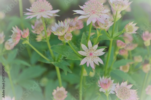 pink pincushion flowers in the garden