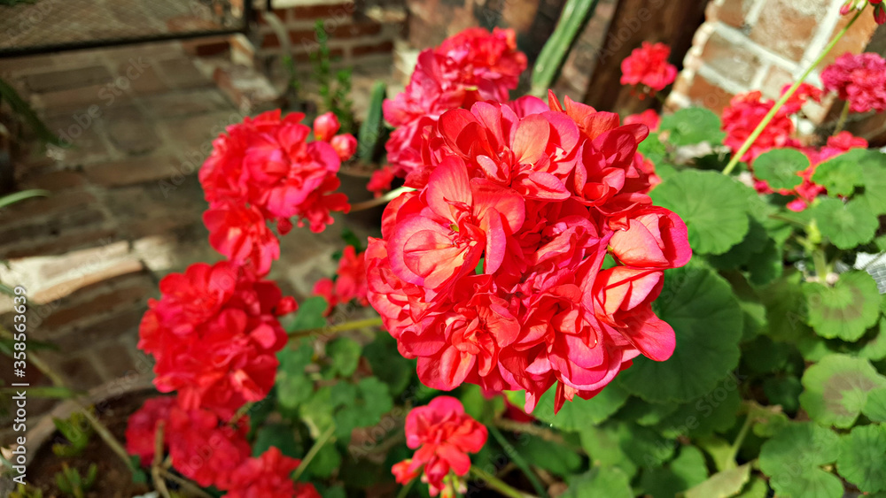 Fototapeta premium Red geranium flowers in Jeju Island, Korea