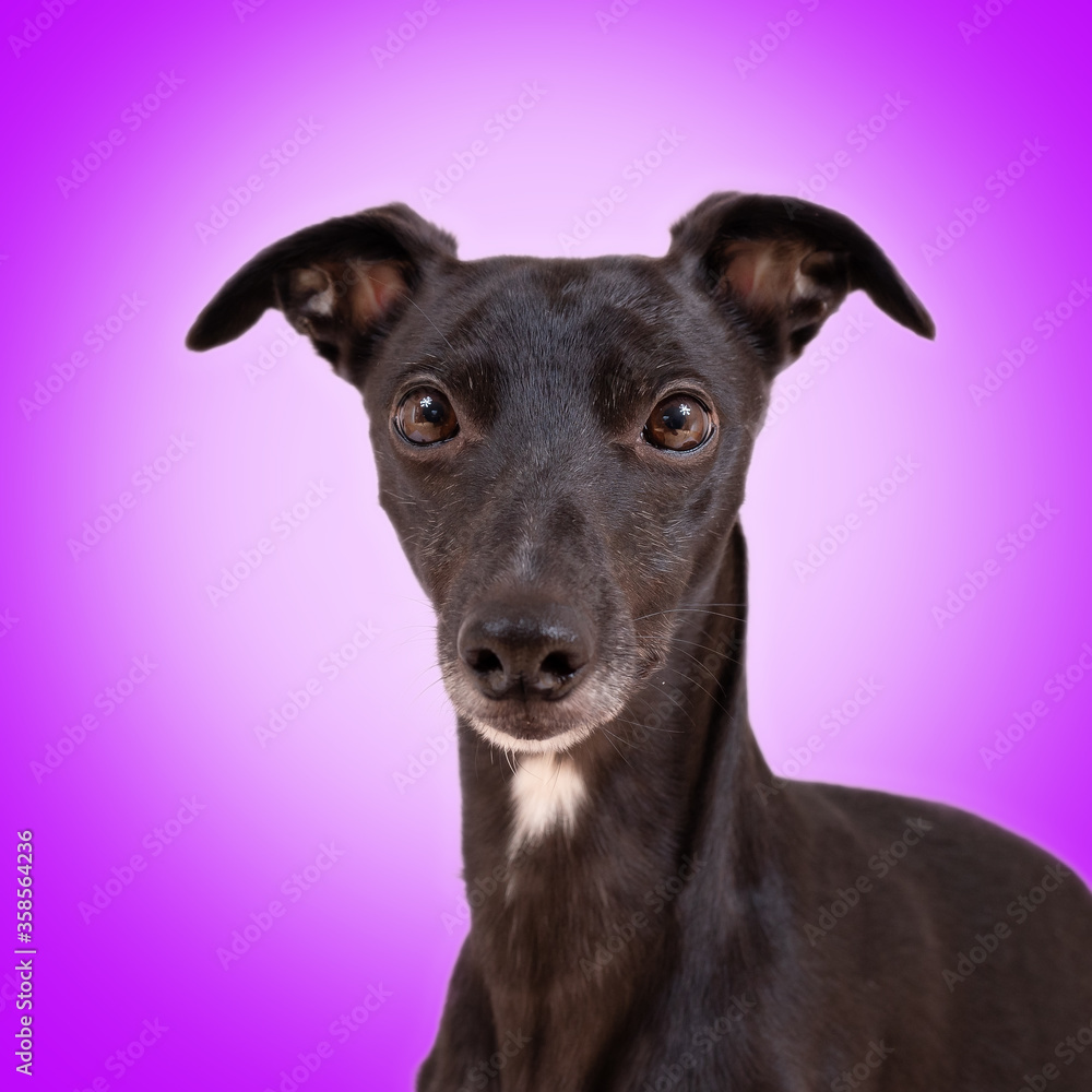 Whippet Hündin Black Lady