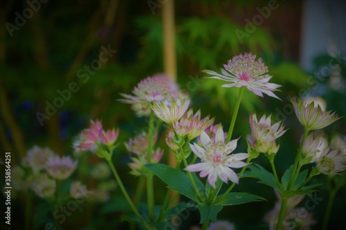 pink and white pincushion flowers