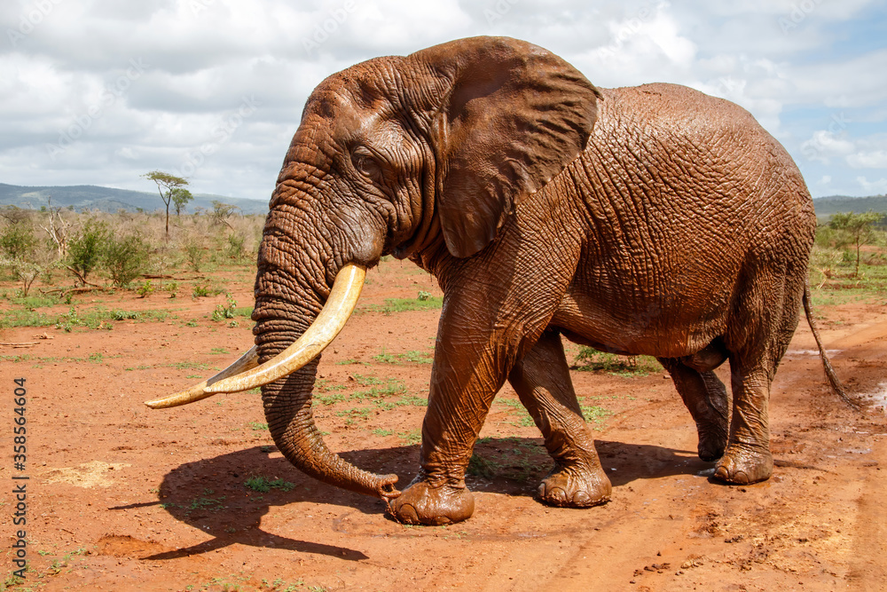 Fototapeta premium Close encounter with an Elephant bull walking in Zimanga Game Reserve in Kwa Zulu Natal in South Africa