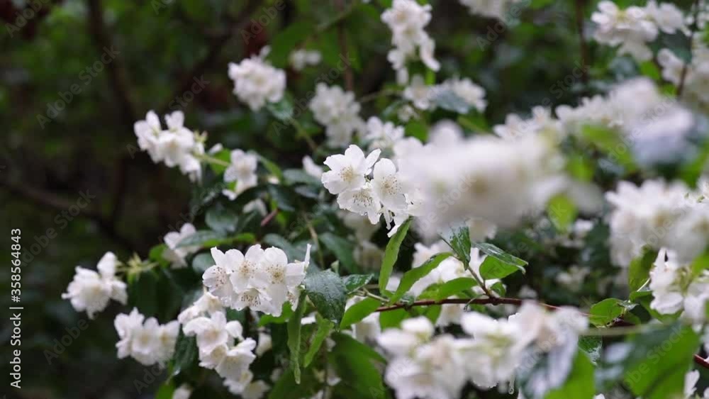 Video with white flowers of a jasmine bush on a background of green leaves and grass on a rainy day. Summer time. Fresh flowers after the rain. Video with white flowers of a jasmine bush on a background of green leaves and grass on a rainy day. Summer time. Fresh flowers after the rain.
