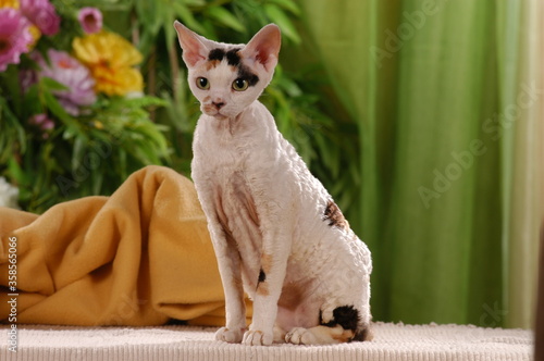 Принти на полотні Cornish rex cat indoor studio shot