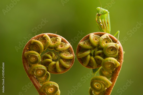 Praying Mantish on Fern photo