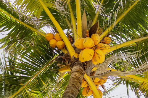 coconut palm tree