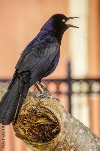 blackbird on a branch