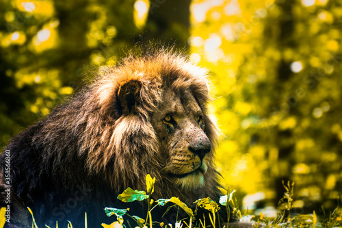 The Barbary lion was a Panthera leo leo population in North Africa that is regionally extinct today. photo