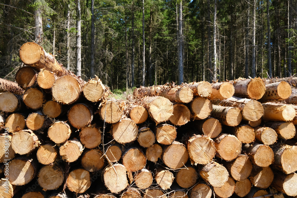 stacks of logs in a forestry plantation