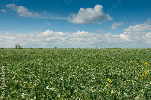 Beautiful rural landscape  green pea field and blue sky with white clouds. Idyllic picture  summer mood. Copy space on the sky.