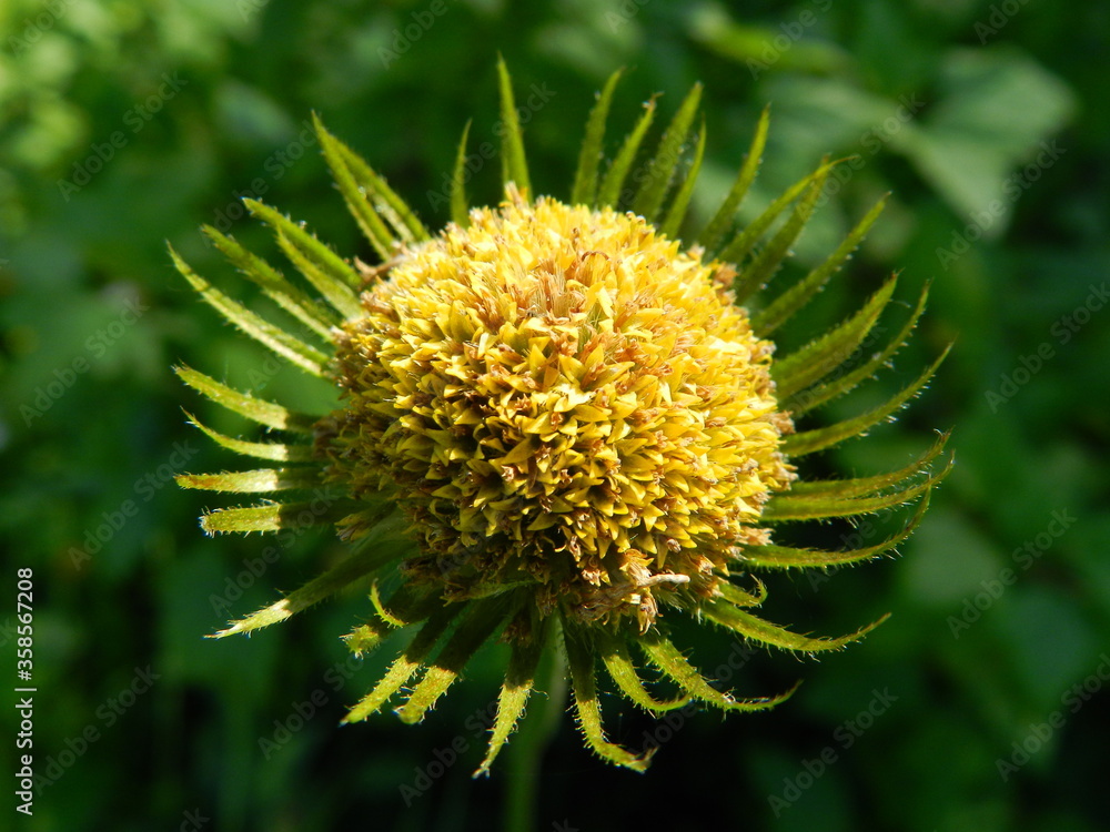 yellow dandelion flower yellow dandelion flower