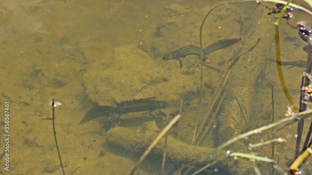 Paar des Kammmolchs (Triturus cristatus) bei der Balz im Teich Paar des Kammmolchs (Triturus cristatus) bei der Balz im Teich