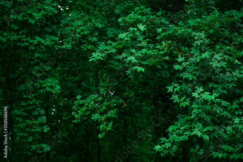 Texture of green leaves of young plant for background or decorative.