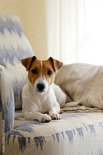 Curious Jack Russell Terrier puppy looking at the camera. Adorable doggy with folded ears lying on the armchair at home with funny look on its face. Close up, copy space, background.