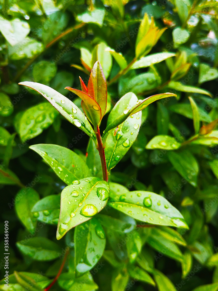 green leaves with water drops green leaves with water drops