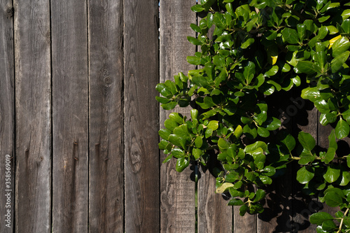 Green leaves over wooden fences background, copy space. © tonklafoto