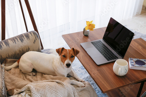 Home office concept. Designated work from home area in living room. Modern laptop and cup of hot beverage on wooden table. Adorable doggy sitting alone on the couch. Close up, copy space, background.