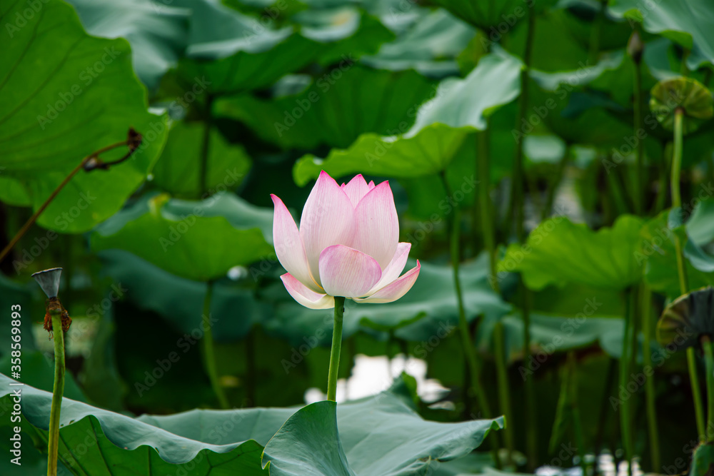 Lotus in the pool