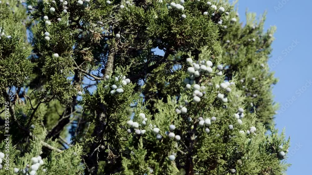Juniper tree. A beautiful bush or small tree with purple berries against blue sky. 4K Juniper tree. A beautiful bush or small tree with purple berries against blue sky. 4K