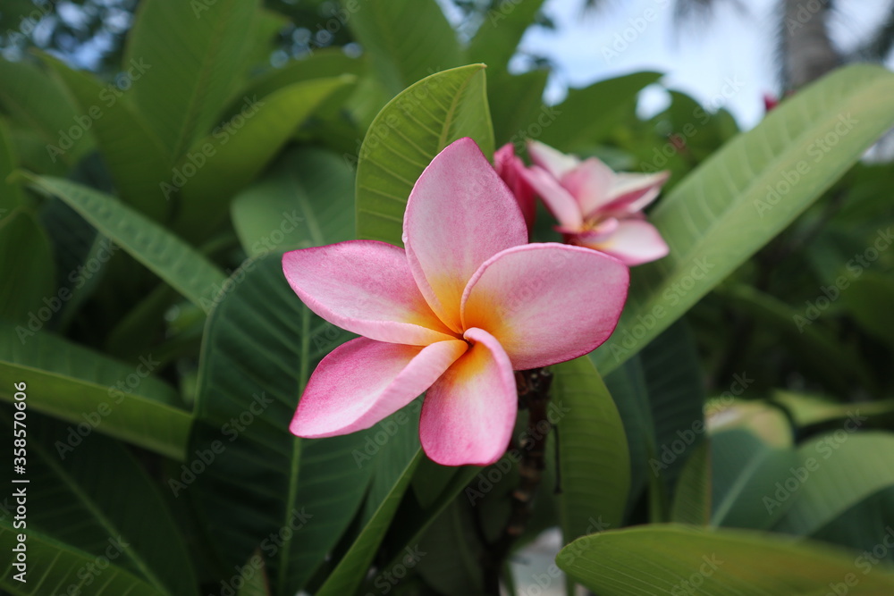 Fototapeta premium pink frangipani flower