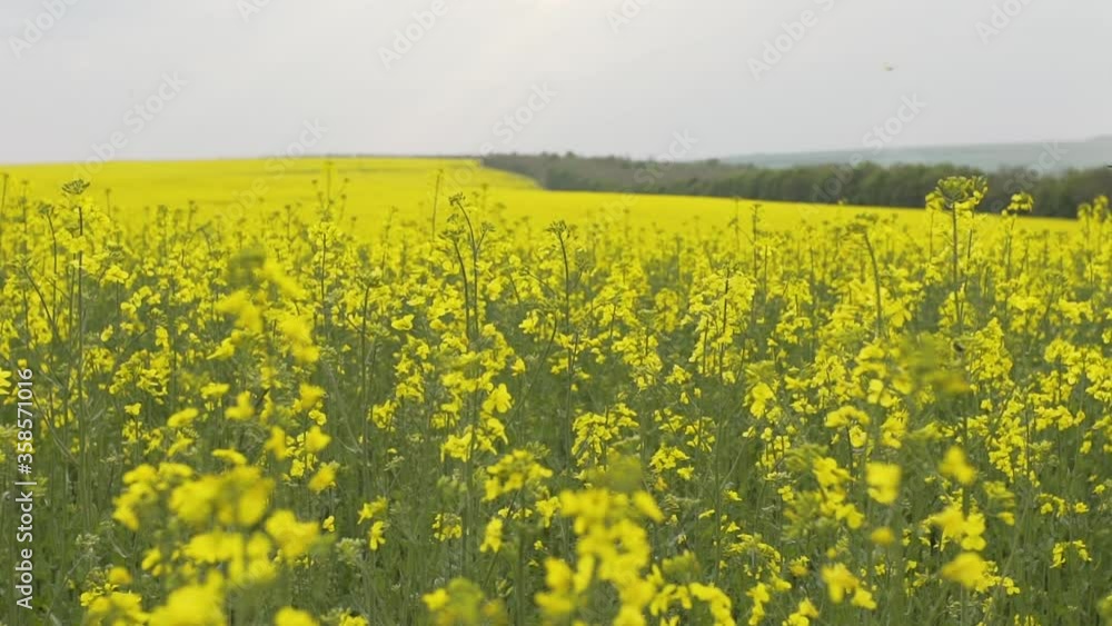 Beautiful golden rapeseed field. Beautiful golden rapeseed field.