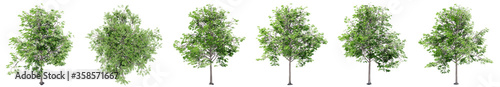 Set or collection of green oak trees isolated on white background. Concept or conceptual 3d illustration for nature, ecology and conservation, strength and endurance, force and life