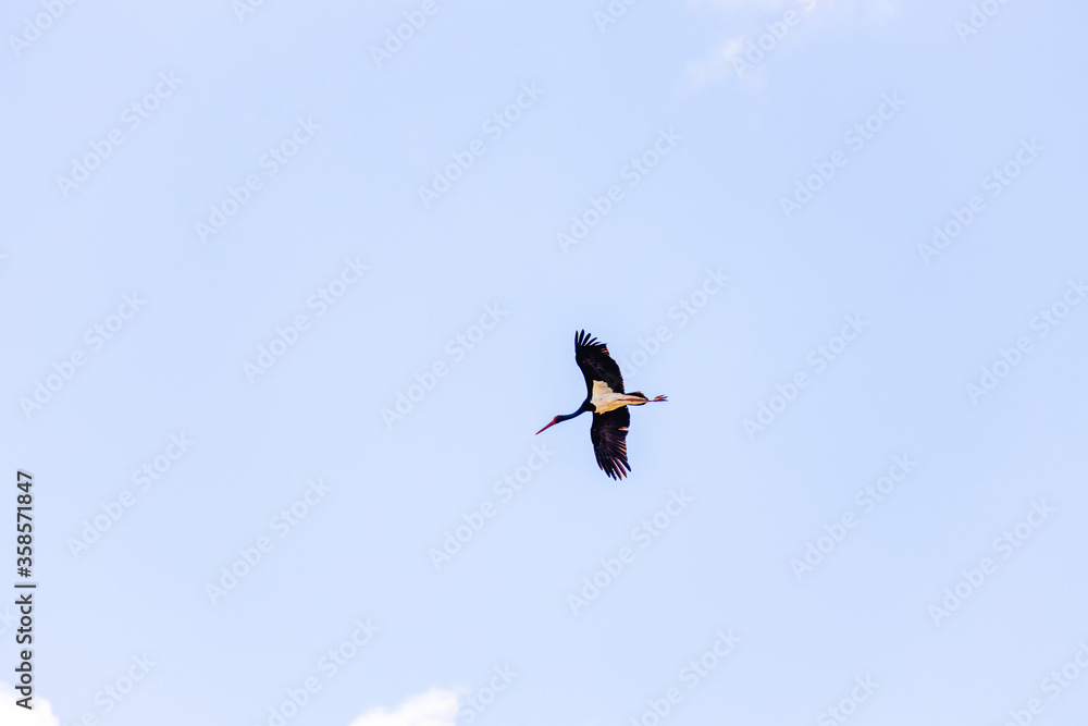 Adult Black Stork (Ciconia nigra) in flight during spring migration on the Greek island Lesvos. Adult Black Stork (Ciconia nigra) in flight during spring migration on the Greek island Lesvos.