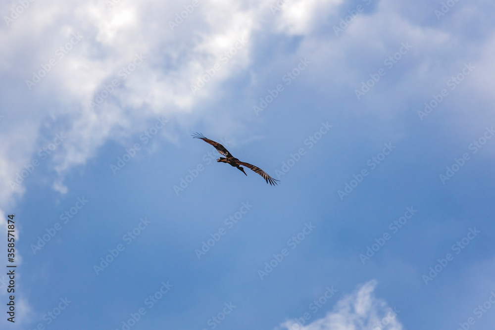 Adult Black Stork (Ciconia nigra) in flight during spring migration on the Greek island Lesvos. Adult Black Stork (Ciconia nigra) in flight during spring migration on the Greek island Lesvos.
