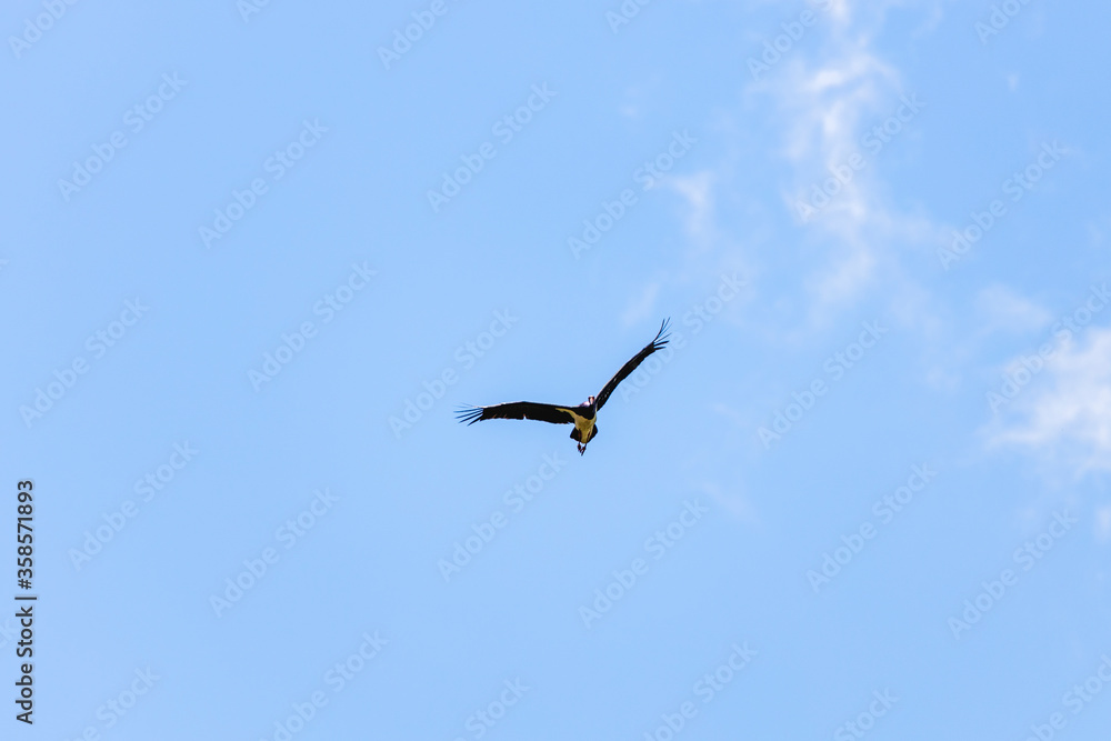 Adult Black Stork (Ciconia nigra) in flight during spring migration on the Greek island Lesvos. Adult Black Stork (Ciconia nigra) in flight during spring migration on the Greek island Lesvos.